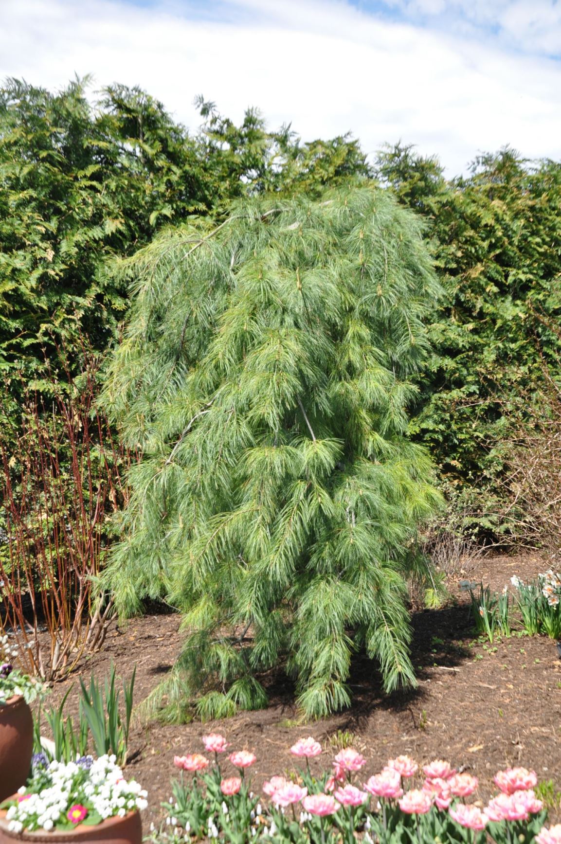 Pinus strobus 'Pendula' - weeping eastern white pine