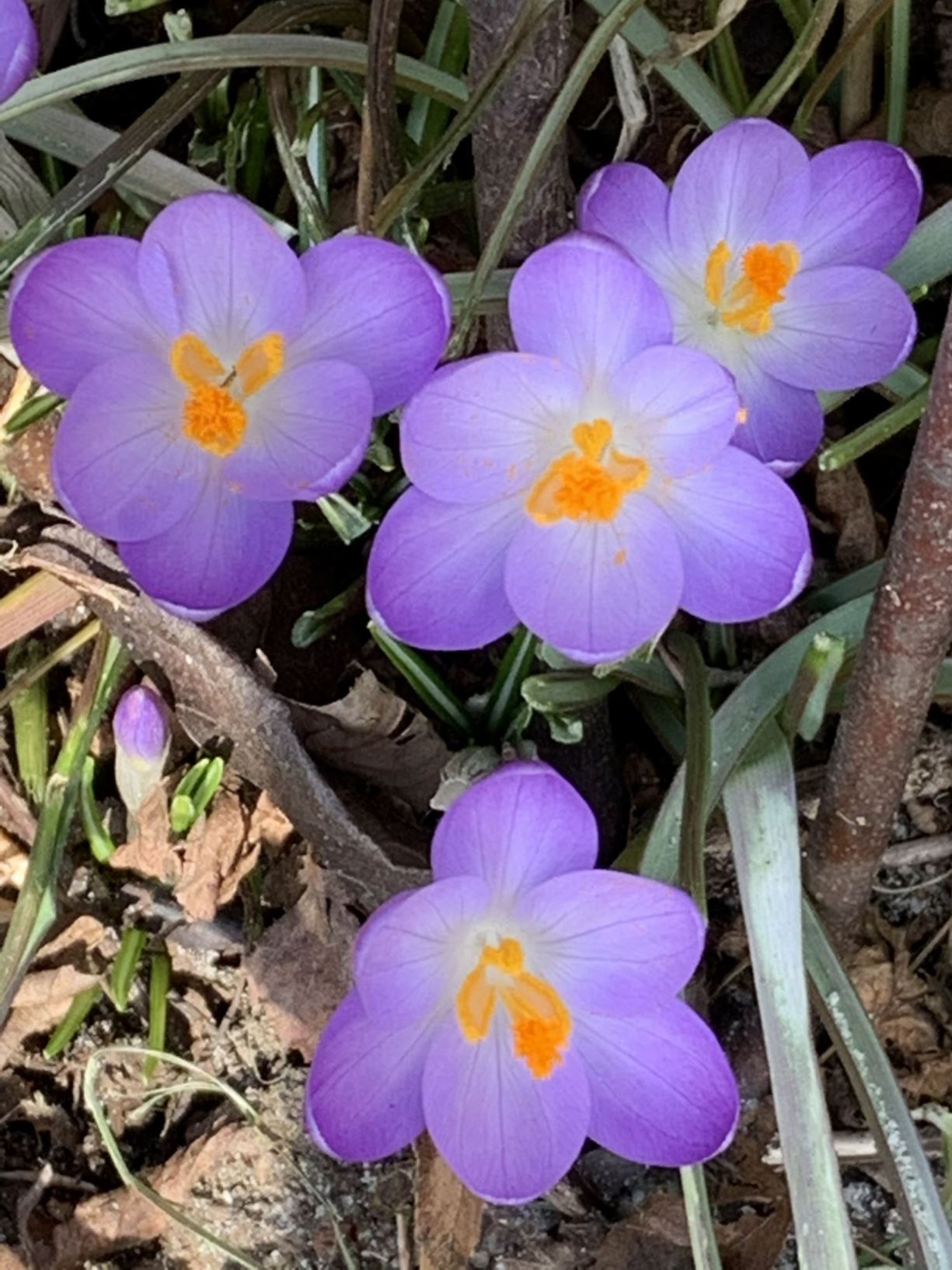Crocus tommasinianus 'Lilac Beauty' - early crocus