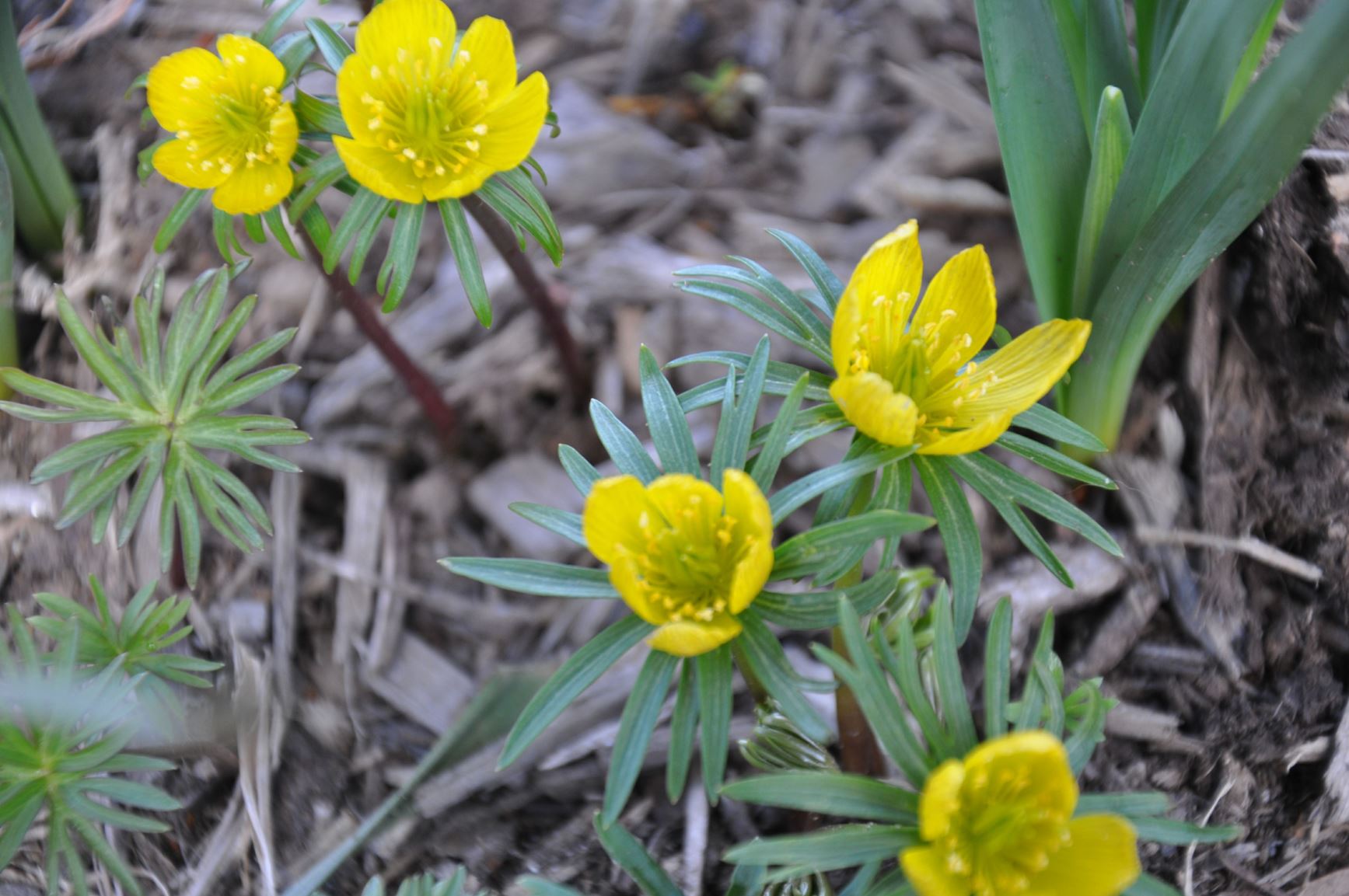 Eranthis hyemalis - winter aconite