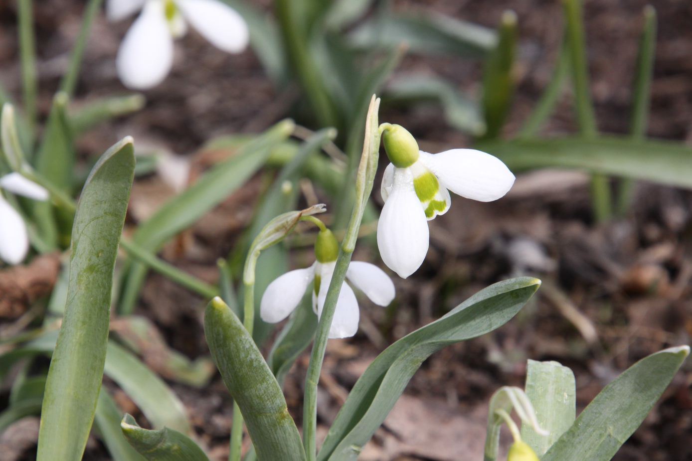 Galanthus elwesii - greater snowdrop, snowdrop