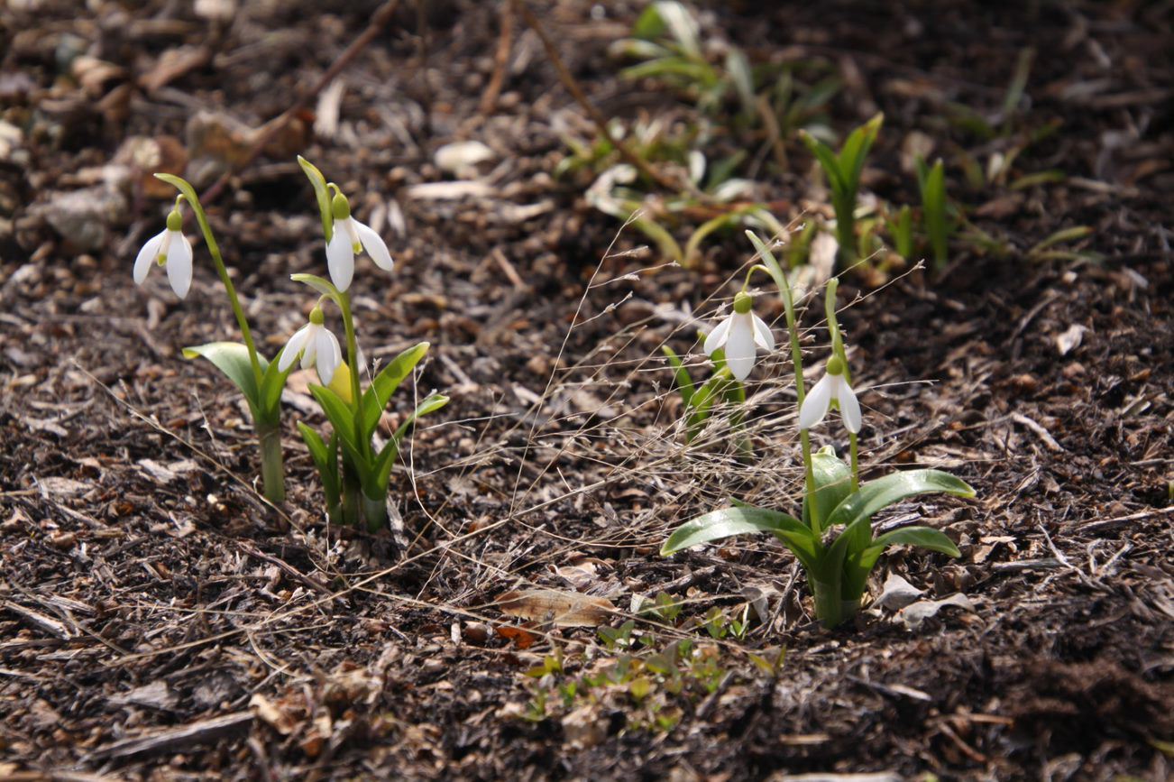 Galanthus woronowii - giant snowdrop, snowdrop