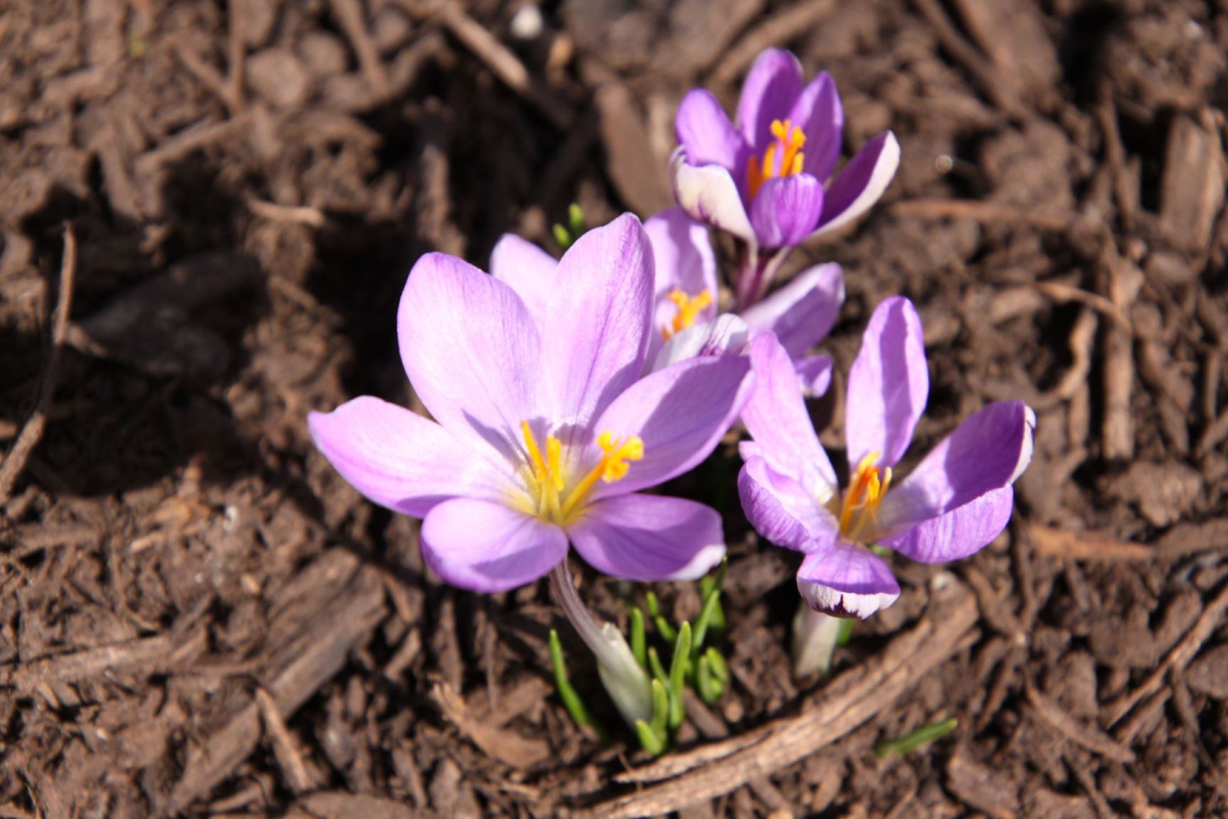 Crocus minimus 'Spring Beauty' - pygmy crocus, crocus, snow crocus