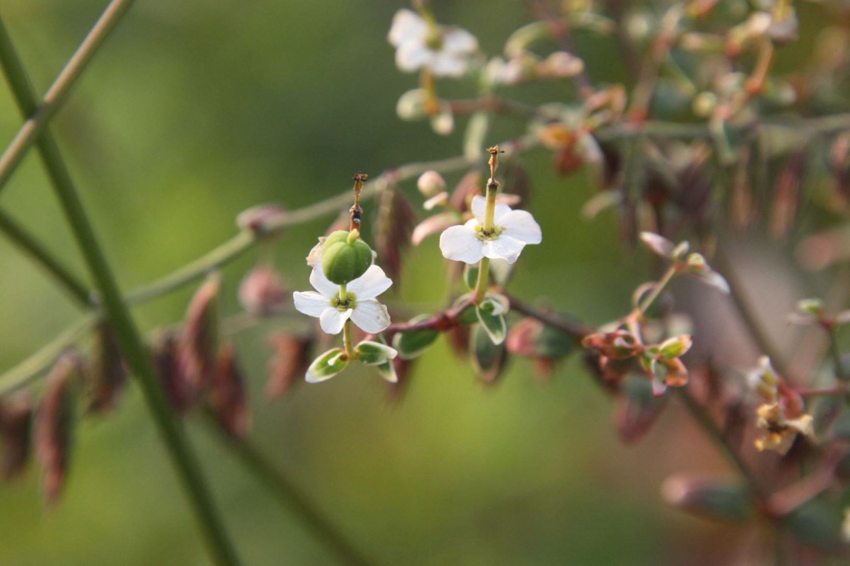 Euphorbia corollata - flowering spurge