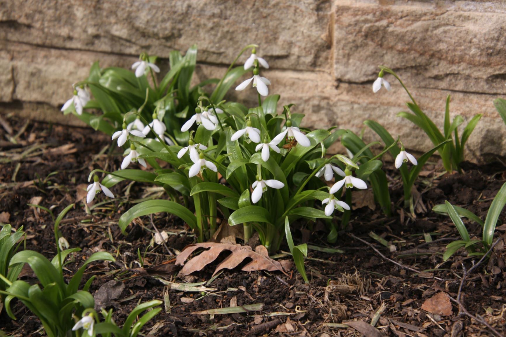 Galanthus ikariae - snowdrop