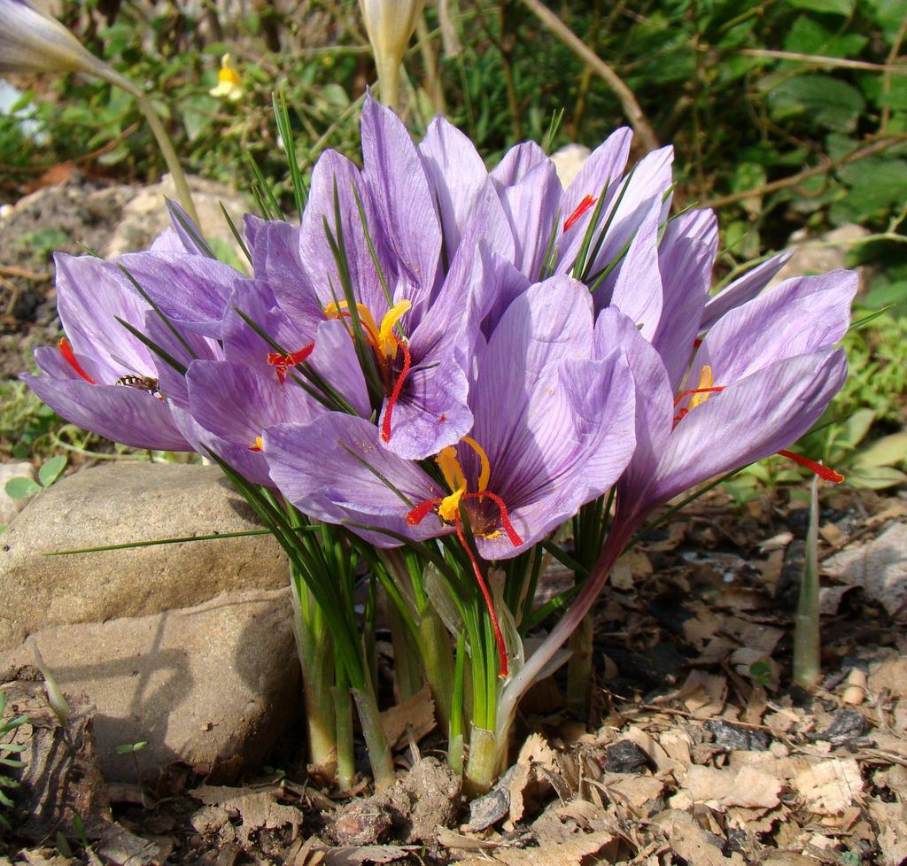 Crocus sativus - autumn crocus, saffron crocus