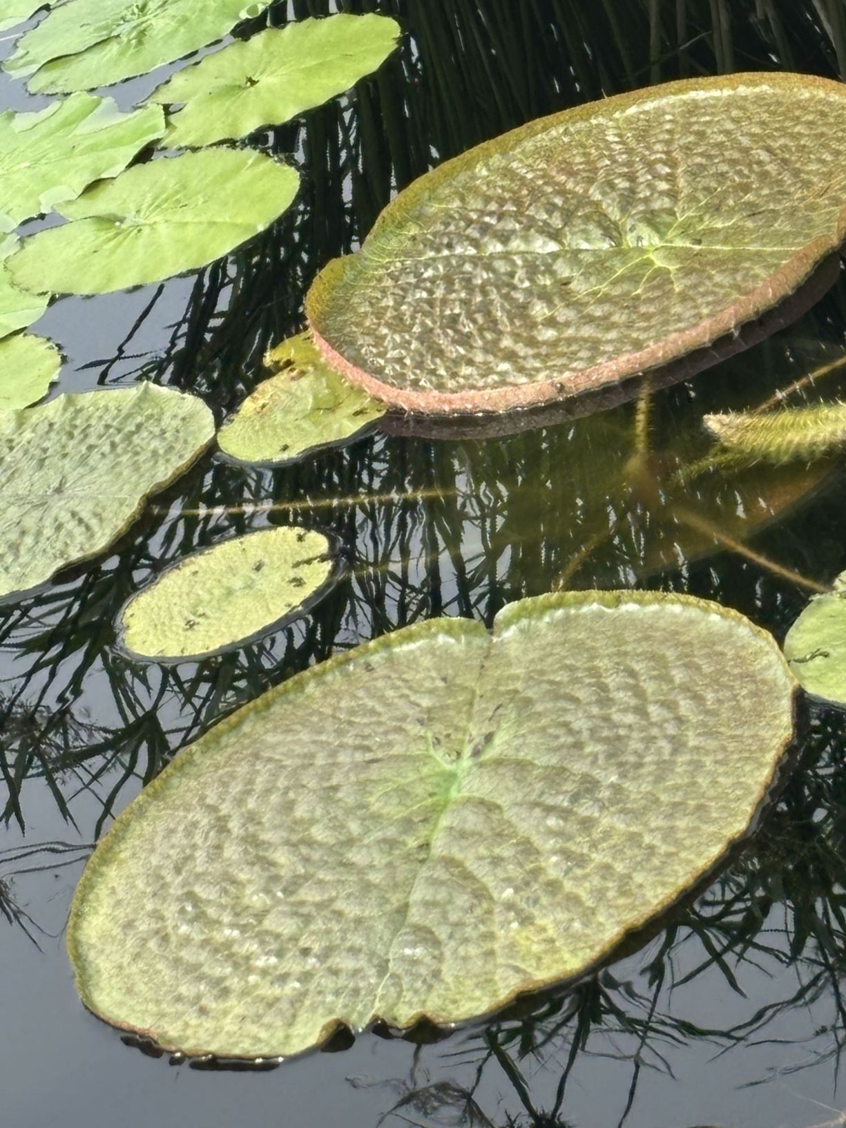 Victoria cruziana - Santa Cruz water lily