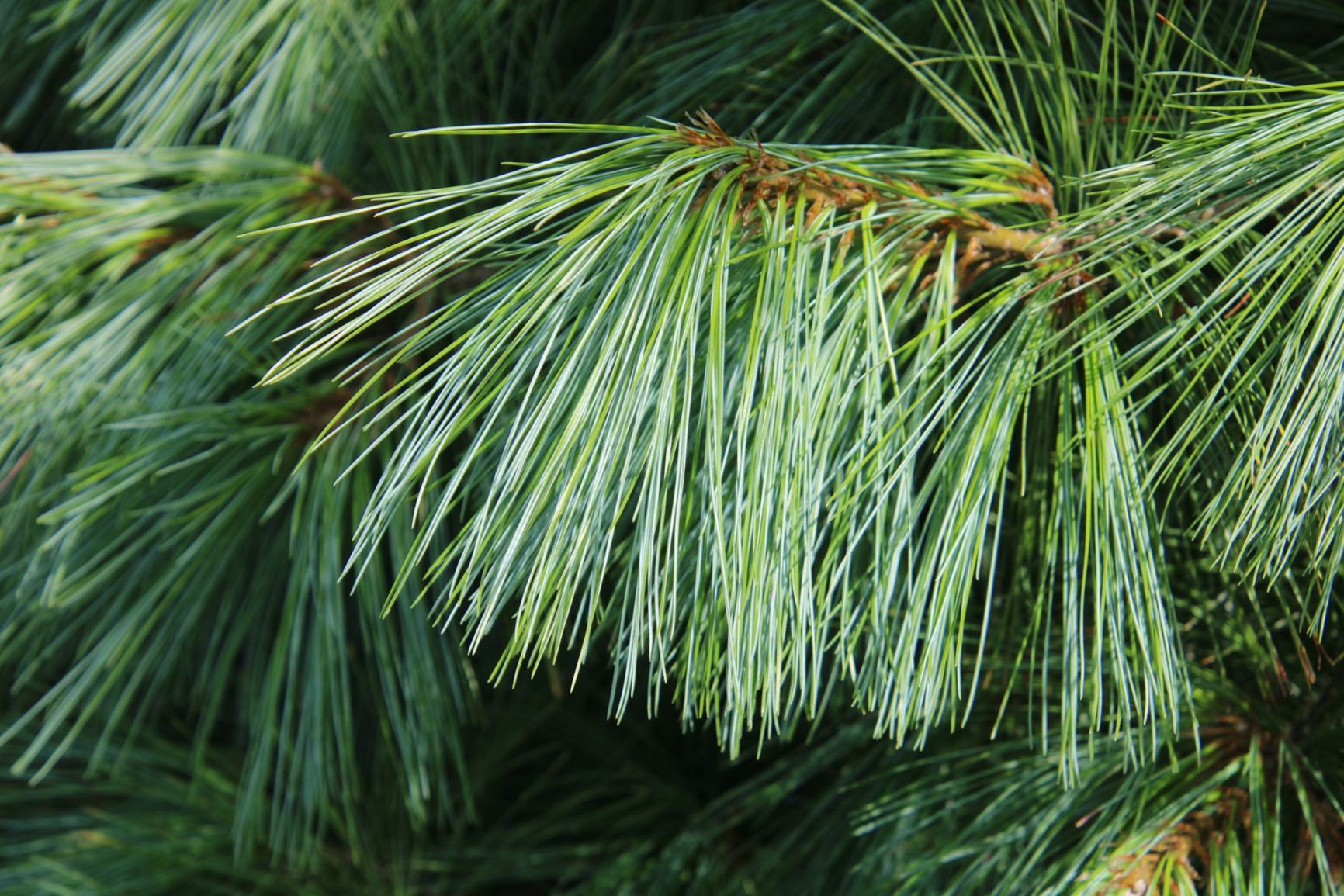 Pinus strobus - eastern white pine