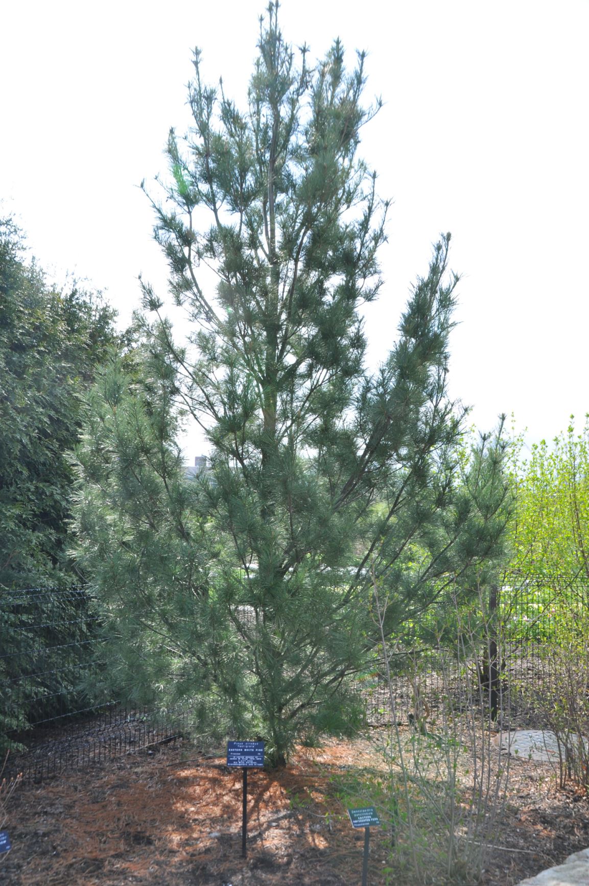 Pinus strobus 'Fastigiata' - eastern white pine