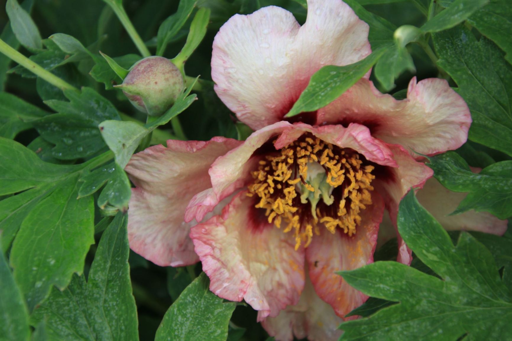 [Welcome image: Upload from IrisBG]